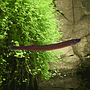 acanthophtalmus kuhli myersi black 6-7cm