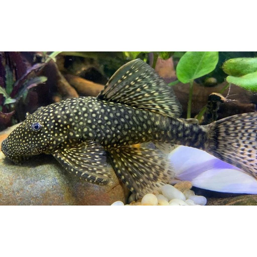 ancistrus 3cm