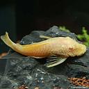 ancistrus gold 3cm