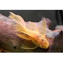 ancistrus gold longfin 3cm