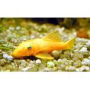 ancistrus L144 (yellow, blue eye) 10-12cm