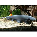 apteronotus albifrons 6-7cm