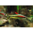 barbus denisoni 5-6cm