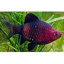 barbus nigrofasciatus 3cm