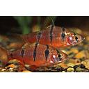 barbus pentazona 3cm