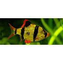 barbus tetrazona sumatranus 4cm