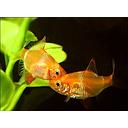 barbus tetrazona sumatranus albino 4cm