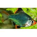 barbus tetrazona sumatranus green 2.5-3cm
