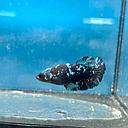 betta avatar copper male 5cm