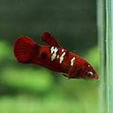 betta splendens female plakat koi galaxy 3.5cm