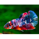 betta splendens male fancy koi 5cm