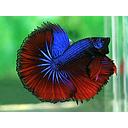 betta splendens male halfmoon mixed colours 5cm