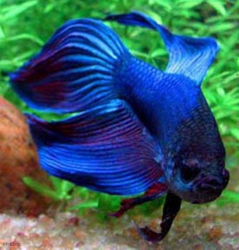 betta splendens male longtail mixed colours 5cm