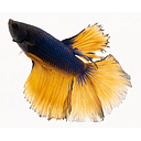 betta splendens male mustard 5cm