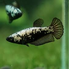 betta splendens male plakat samurai black 5cm