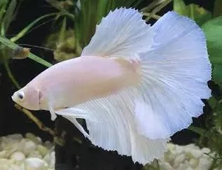 betta splendens male platinum 5cm