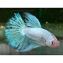 betta splendens male platinum 5cm