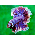 betta splendens male rosetail 5cm