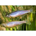 brachydanio albolineatus 2.5-3cm