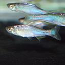 brachydanio kerri 3cm