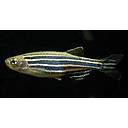 brachydanio rerio 3cm