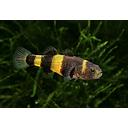 brachygobius doriae 2cm