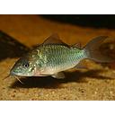 brochis splendens 5cm