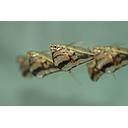 carnegiella strigata 3cm