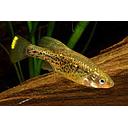 chapalichthys pardalis 4-6cm