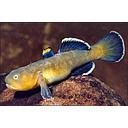 chlamydogobius eremius 3.5-4cm