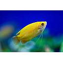 colisa chuna gold 4cm