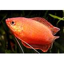 colisa chuna red 4cm