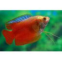 colisa lalia blood red 4,5 cm