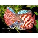 colisa lalia striped 4-4.5cm