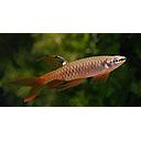 copella arnoldi 2.5-3.5cm