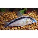 corydoras arcuatus 3cm