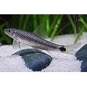 crossocheilus reticulatus 5cm