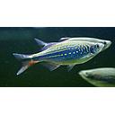 danio malabaricus 3-4cm