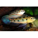 dicrossus maculatus 2.8cm