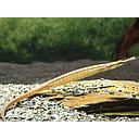 doryichthys martensii 8-10cm