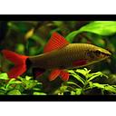 epalzeorhynchos frenatus 5-5.5cm