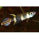 epiplaty annulatus 1.8cm