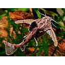 erethistes jerdoni - hara jerdino 2.5cm