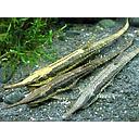 farlowella acus 7-9cm