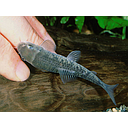 garra rufa - doctor fish 4-5.5cm