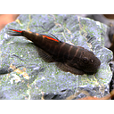 gastromyzon - bloody mary red hillstream loach 3cm