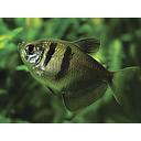 gymnocorymbus ternetzi (black tetra) 3cm
