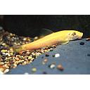 gyrinocheilus aemonieri gold 4-4.5cm