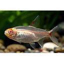 hemigrammus erythrozonus - gracilis albino 2.5-3cm