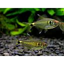 hemigrammus ocellifer 2.5-3.5cm